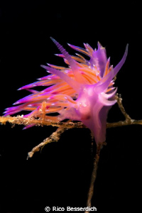 Flabellina afinis by Rico Besserdich 